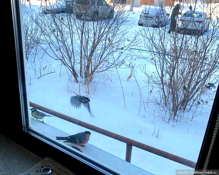 Утренний переполох на нашем окне