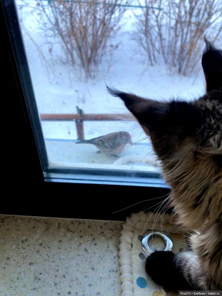 Утренний переполох на нашем окне