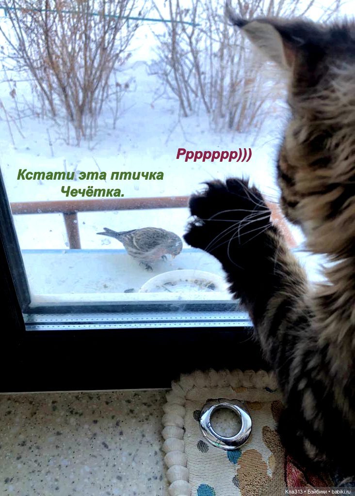 Утренний переполох на нашем окне