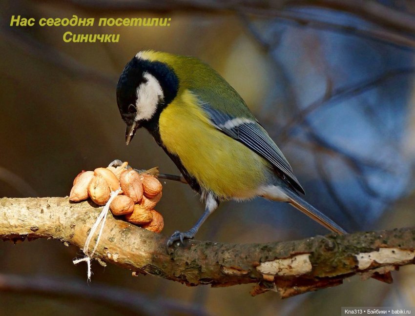 Утренний переполох на нашем окне