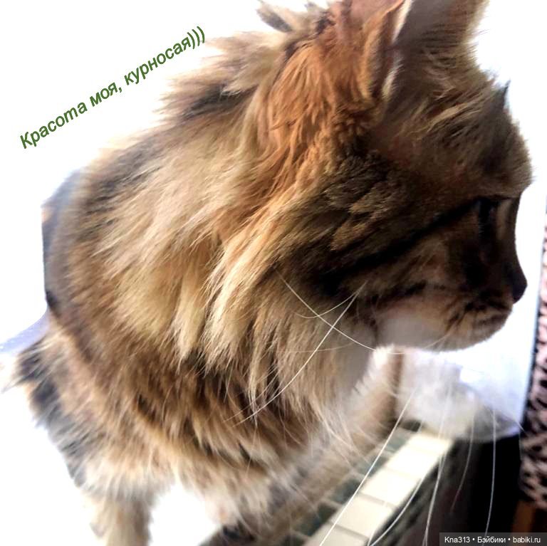 Утренний переполох на нашем окне