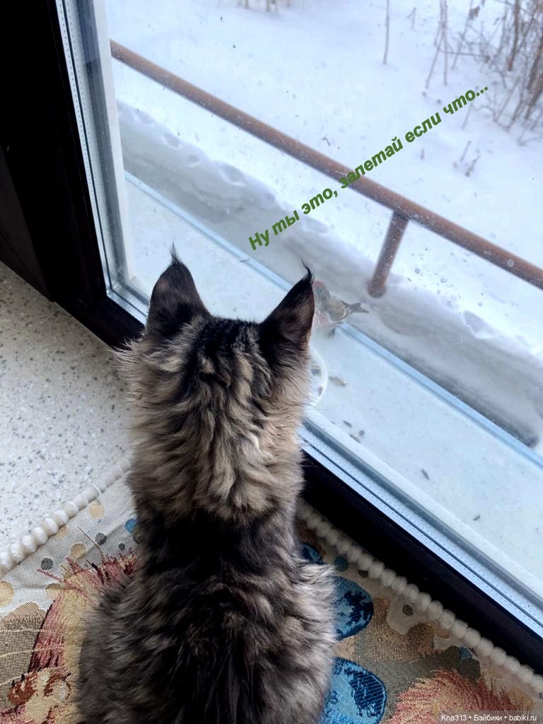 Утренний переполох на нашем окне