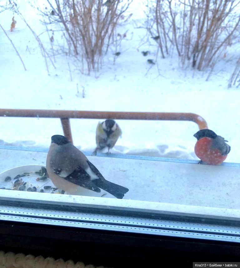 Утренний переполох на нашем окне