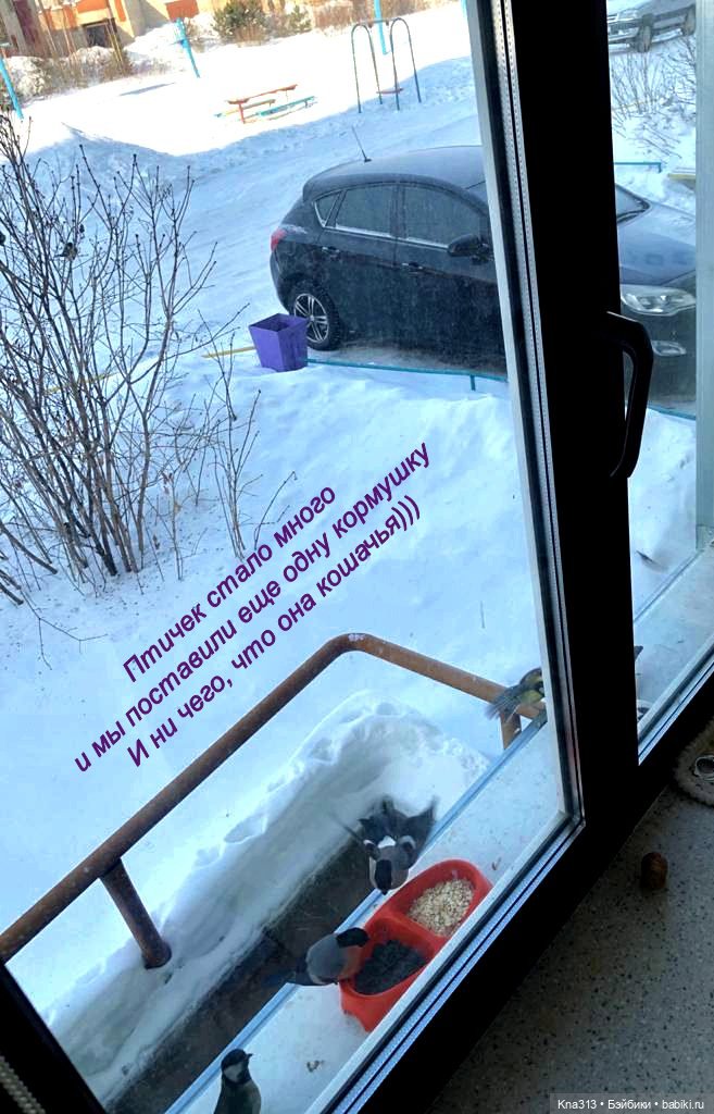 Утренний переполох на нашем окне