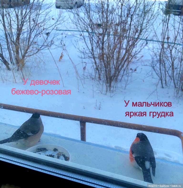 Утренний переполох на нашем окне