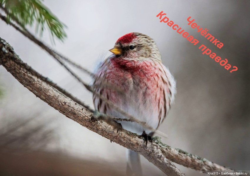 Утренний переполох на нашем окне