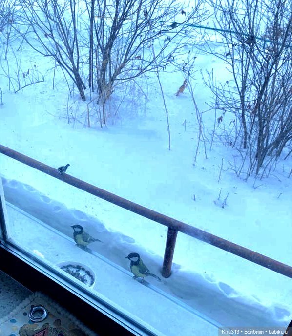 Утренний переполох на нашем окне