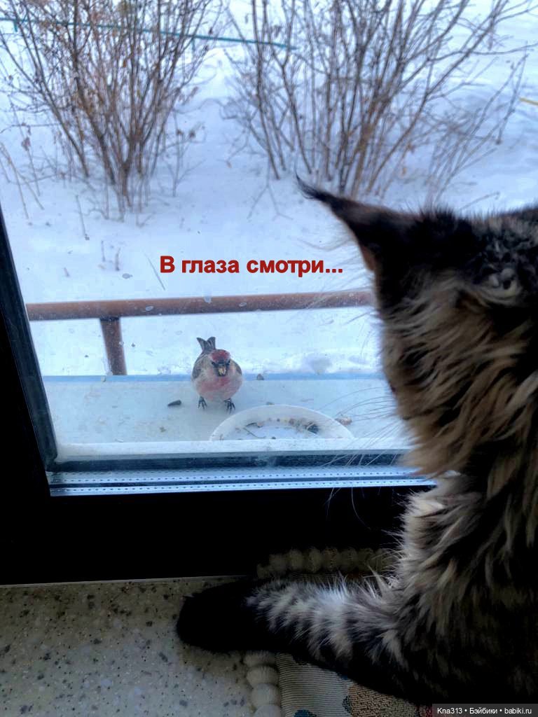 Утренний переполох на нашем окне