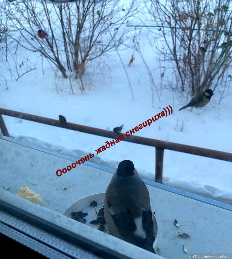 Утренний переполох на нашем окне (фото 9)