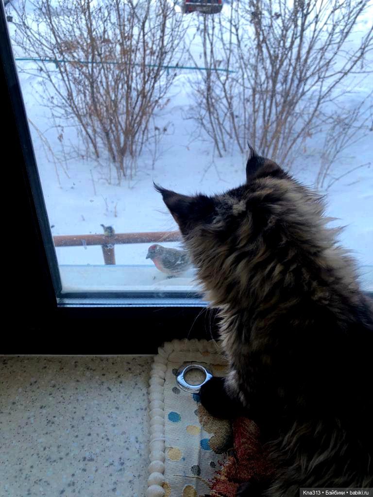 Утренний переполох на нашем окне