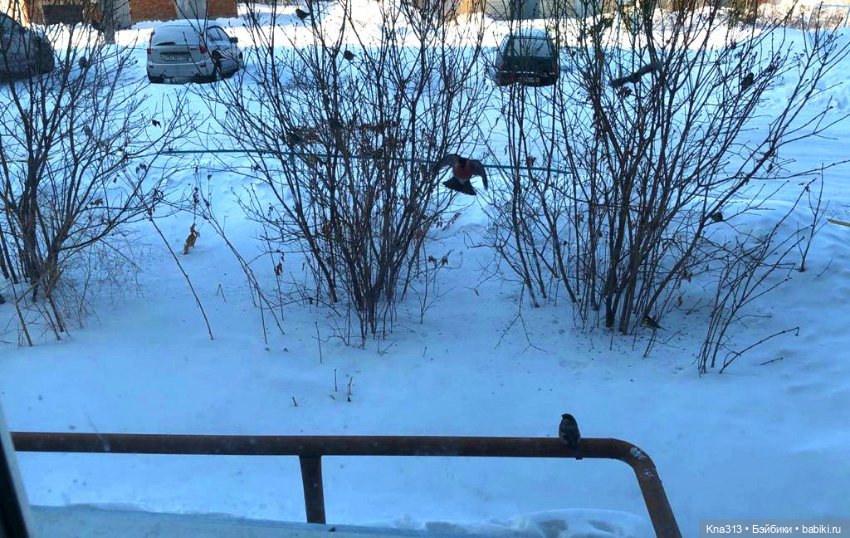 Утренний переполох на нашем окне (фото 6)