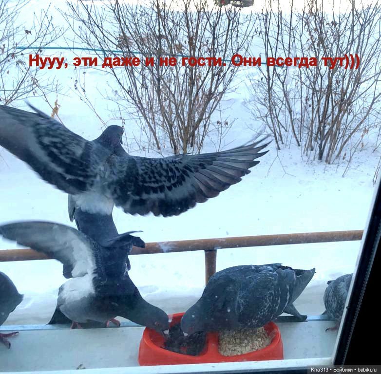 Утренний переполох на нашем окне (фото 3)