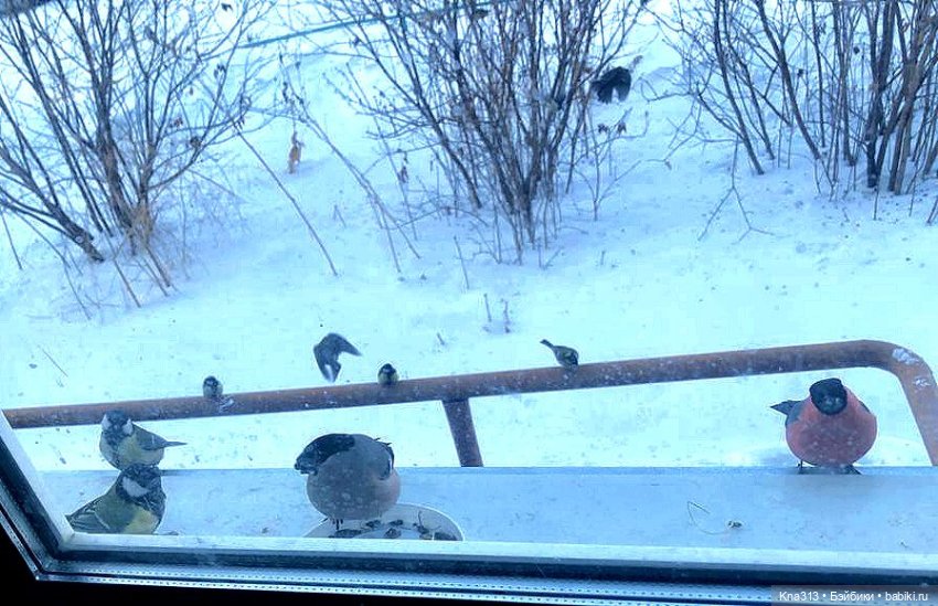 Утренний переполох на нашем окне