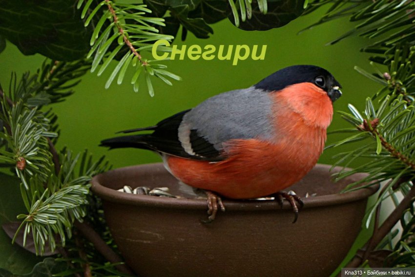 Утренний переполох на нашем окне