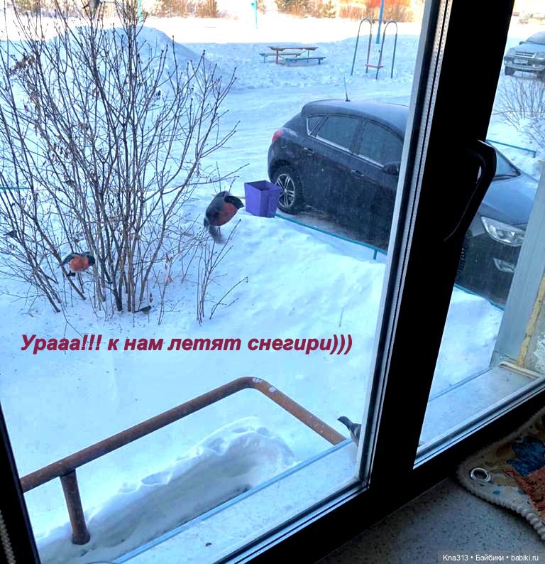 Утренний переполох на нашем окне (фото 7)