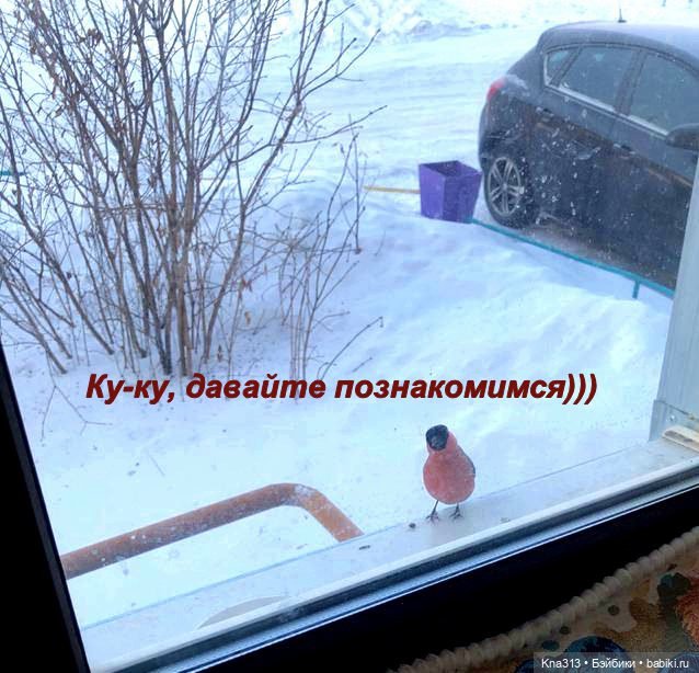 Утренний переполох на нашем окне (фото 4)