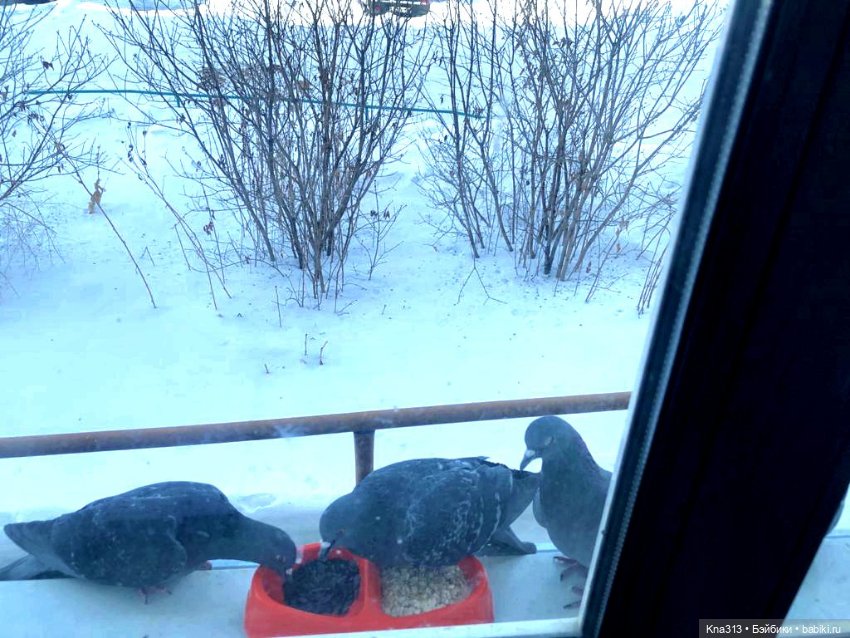 Утренний переполох на нашем окне (фото 2)