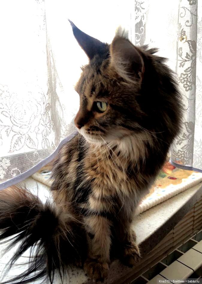 Утренний переполох на нашем окне