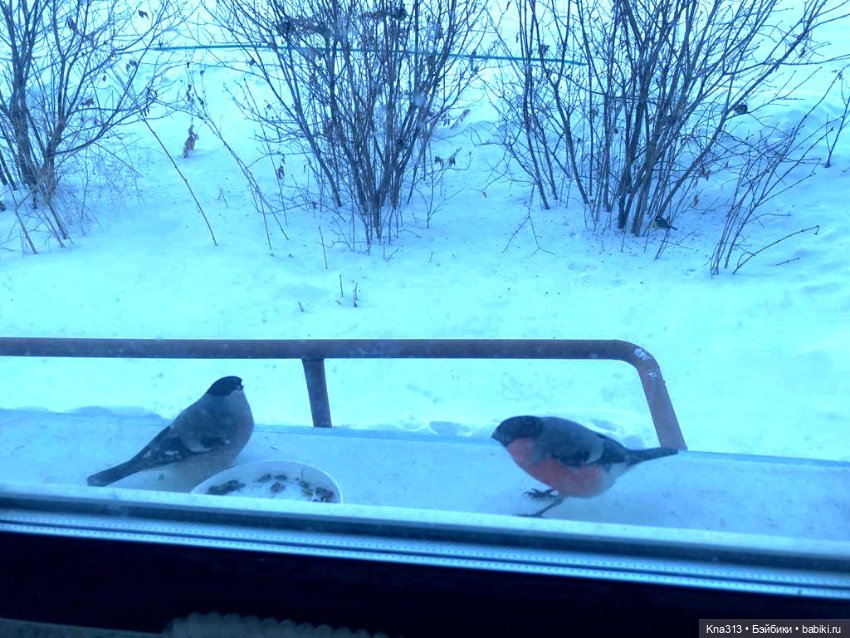 Утренний переполох на нашем окне (фото 8)