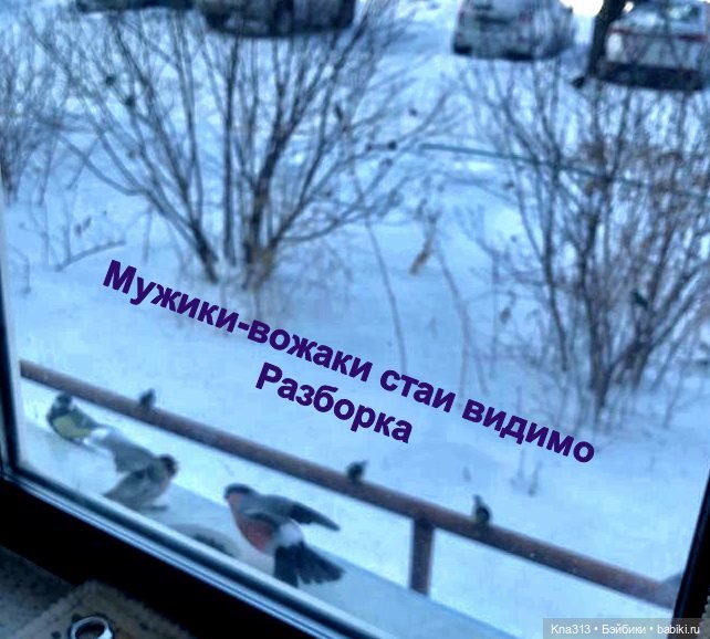 Утренний переполох на нашем окне (фото 10)