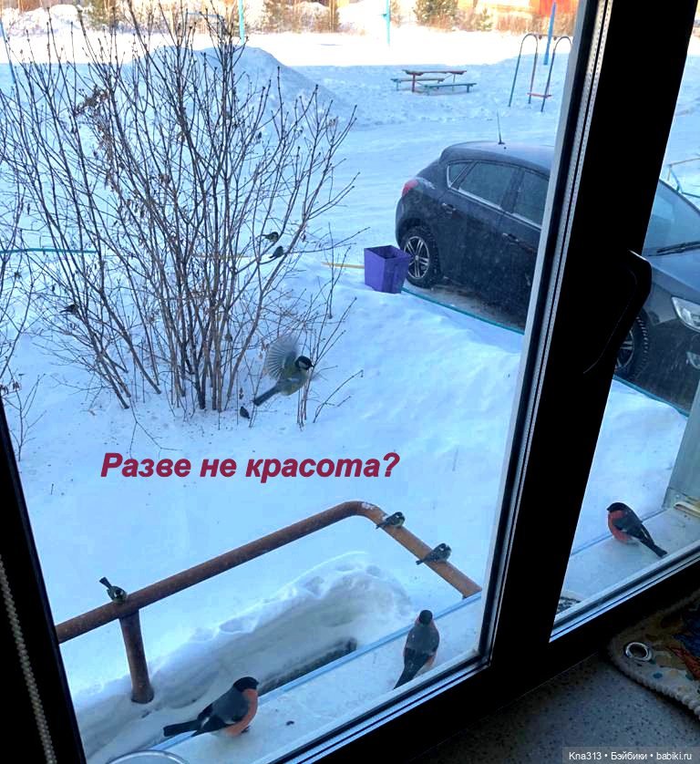 Утренний переполох на нашем окне