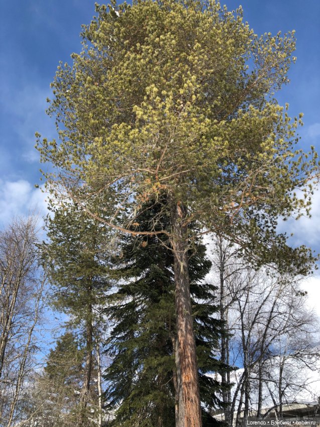 Прогулка в Архыз — Авторские мишки Тедди и друзья: фото