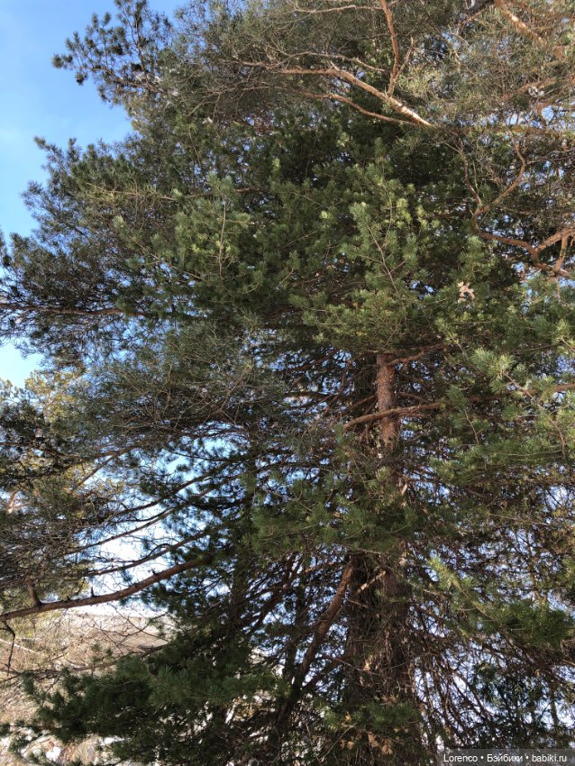 Прогулка в Архыз — Авторские мишки Тедди и друзья: фото