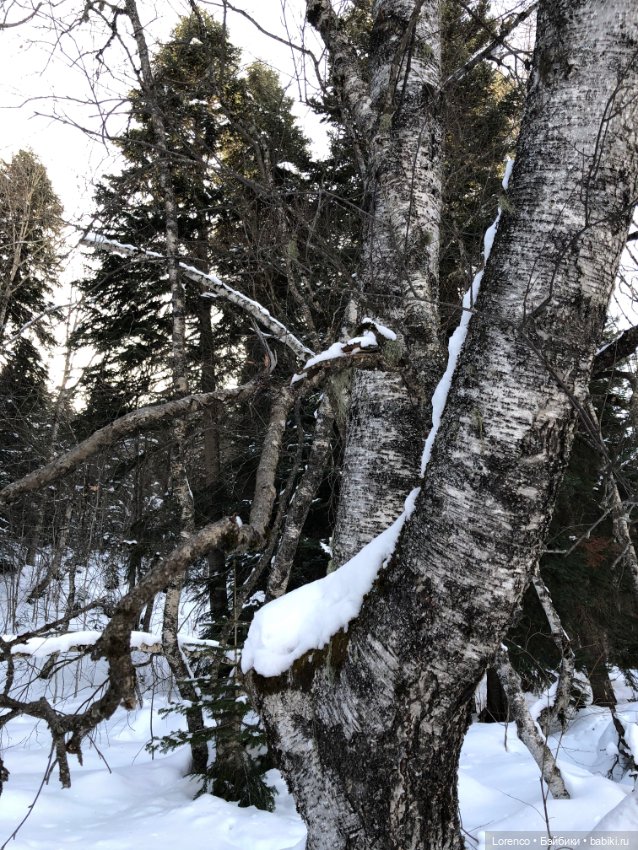 Прогулка в Архыз — Авторские мишки Тедди и друзья: фото