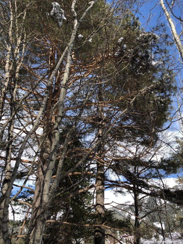 Прогулка в Архыз — Авторские мишки Тедди и друзья: фото