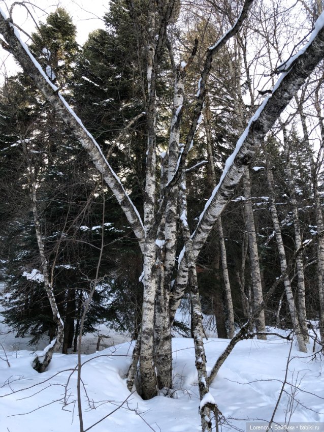 Прогулка в Архыз — Авторские мишки Тедди и друзья: фото