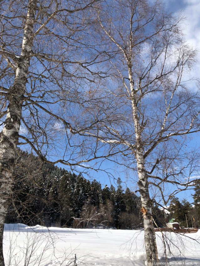Прогулка в Архыз — Авторские мишки Тедди и друзья: фото