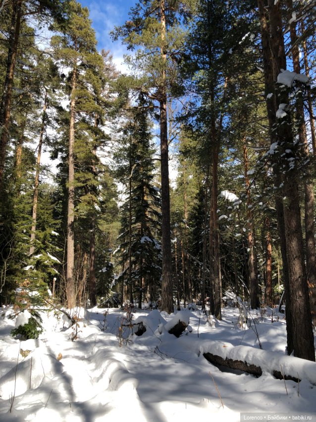 Тебердинский заповедник (Архыз) (фото 9)