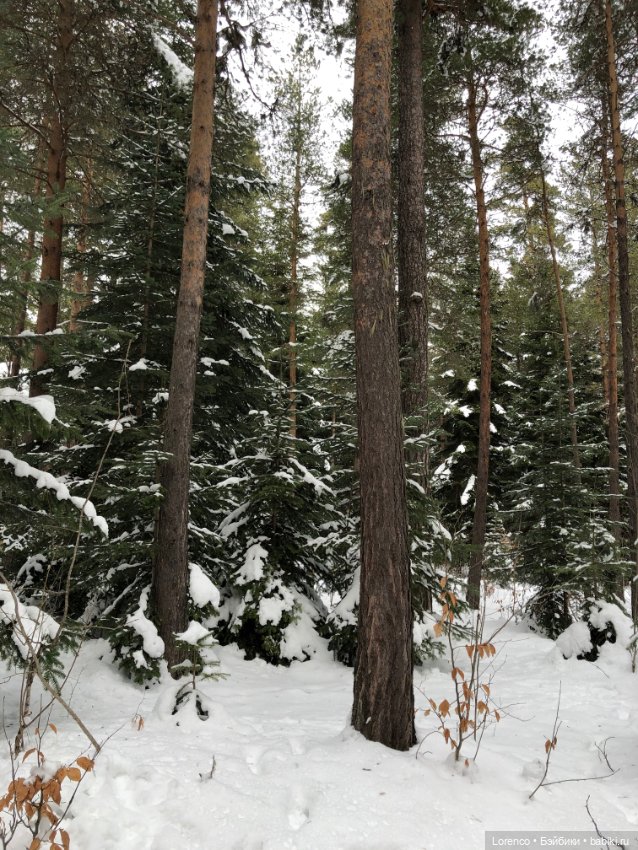 Тебердинский заповедник (Архыз)