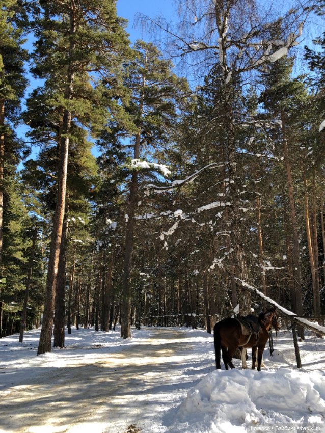 Тебердинский заповедник (Архыз) (фото 3)