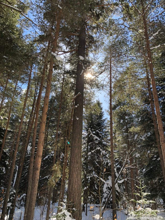 Тебердинский заповедник (Архыз) (фото 10)