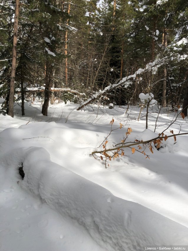 Тебердинский заповедник (Архыз)