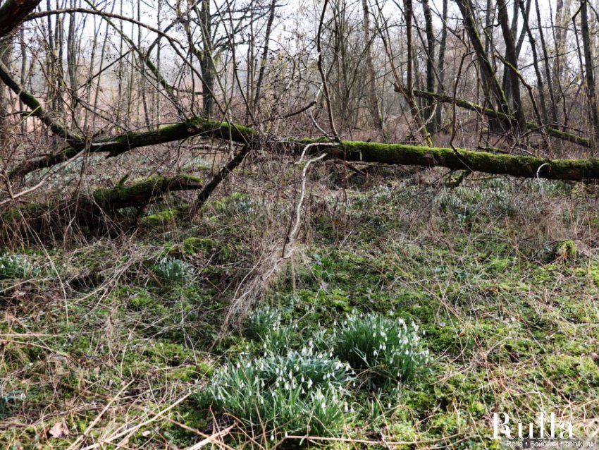 В подснежниках. Minouche Sylvia Natterer (фото 7)