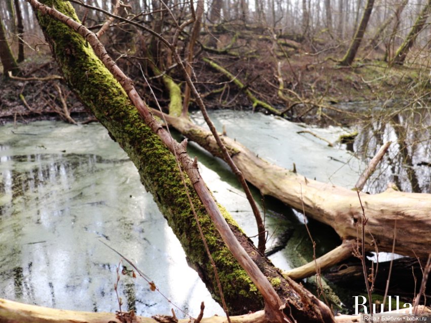 В подснежниках. Minouche Sylvia Natterer (фото 5)