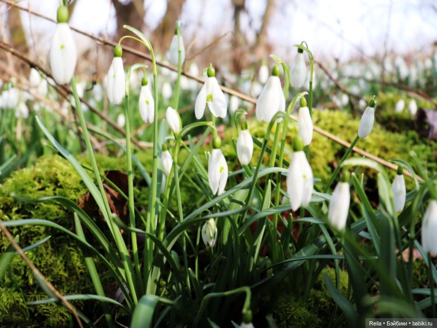 В подснежниках. Minouche Sylvia Natterer (фото 8)