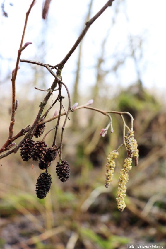 В подснежниках. Minouche Sylvia Natterer (фото 10)