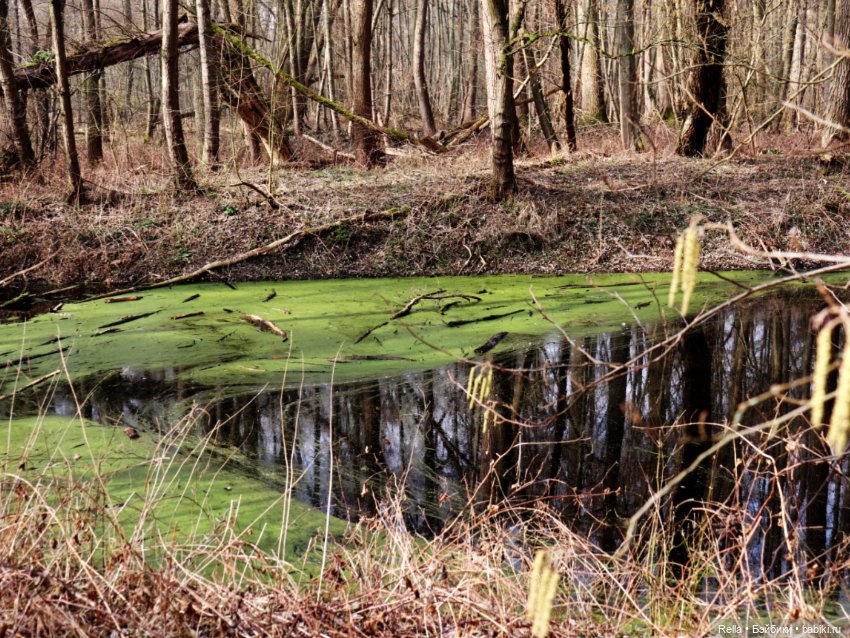В подснежниках. Minouche Sylvia Natterer (фото 6)