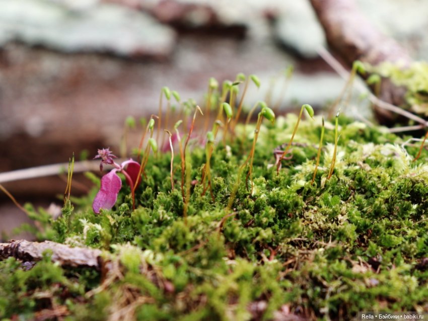В подснежниках. Minouche Sylvia Natterer (фото 9)