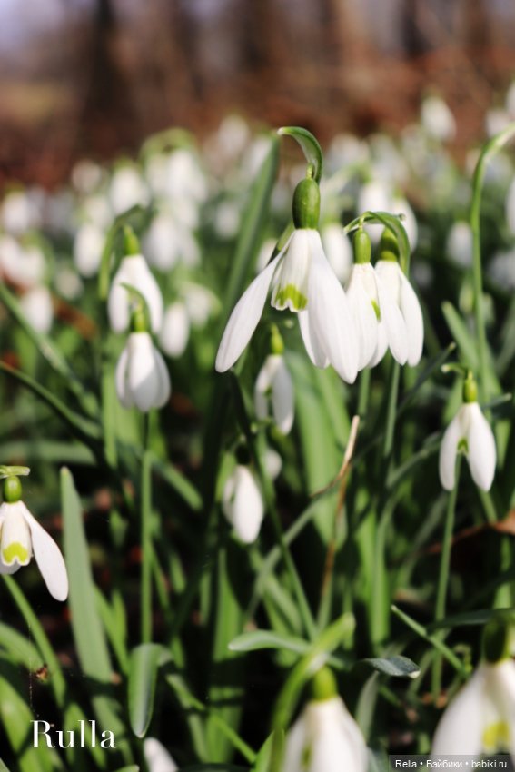 В подснежниках. Minouche Sylvia Natterer