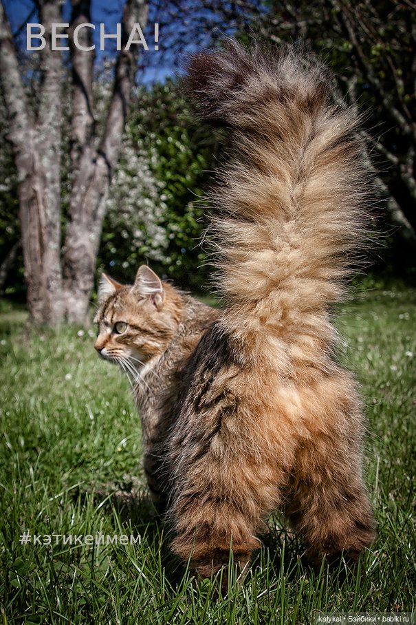 Весна и День Котиков — Болталка и разговоры обо всем: жизнь