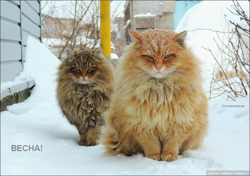 Весна и День Котиков — Болталка и разговоры обо всем: жизнь (фото 8)