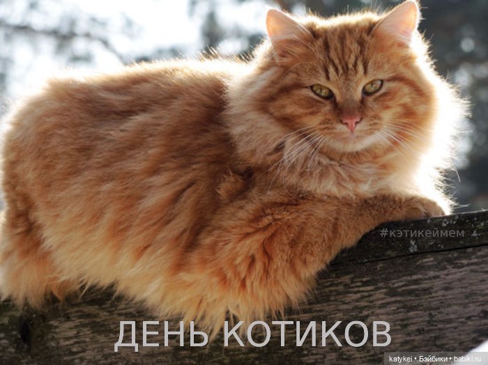 Весна и День Котиков — Болталка и разговоры обо всем: жизнь