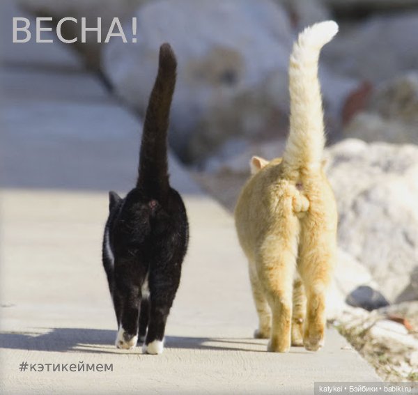 Весна и День Котиков — Болталка и разговоры обо всем: жизнь (фото 6)