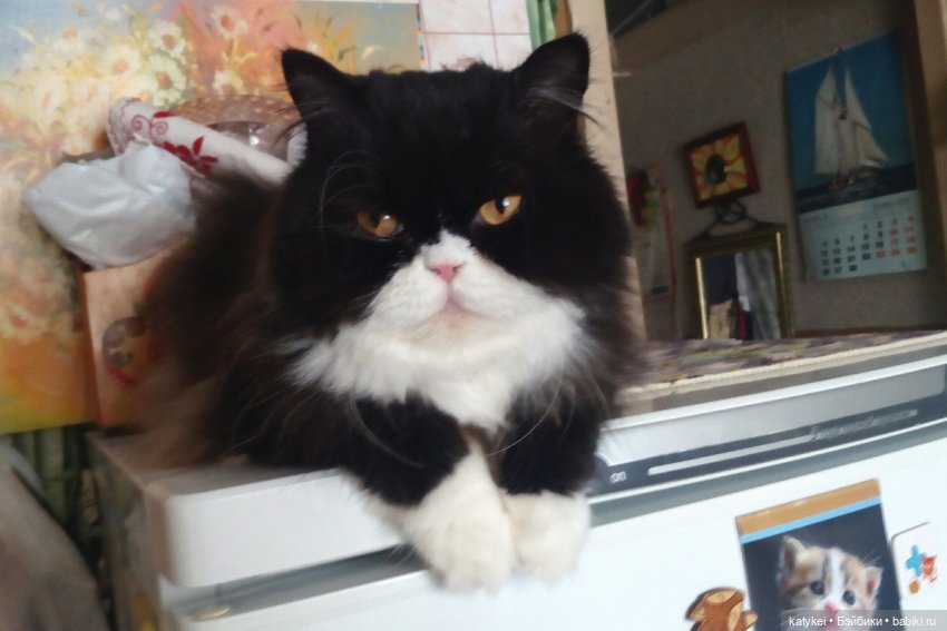 Весна и День Котиков — Болталка и разговоры обо всем: жизнь