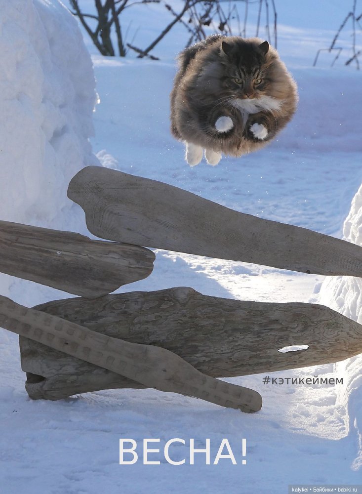 Весна и День Котиков — Болталка и разговоры обо всем: жизнь (фото 5)