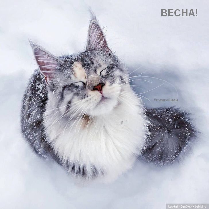 Весна и День Котиков — Болталка и разговоры обо всем: жизнь (фото 4)